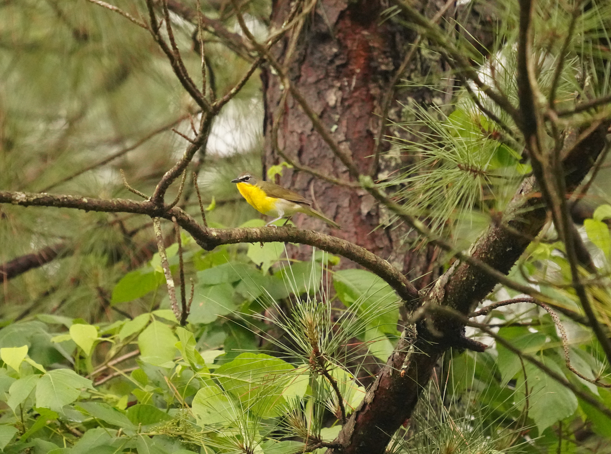 Yellow-breasted Chat - ML619247474
