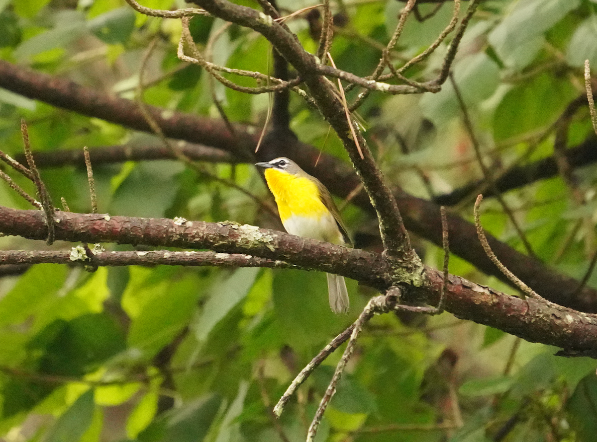 Yellow-breasted Chat - ML619247498