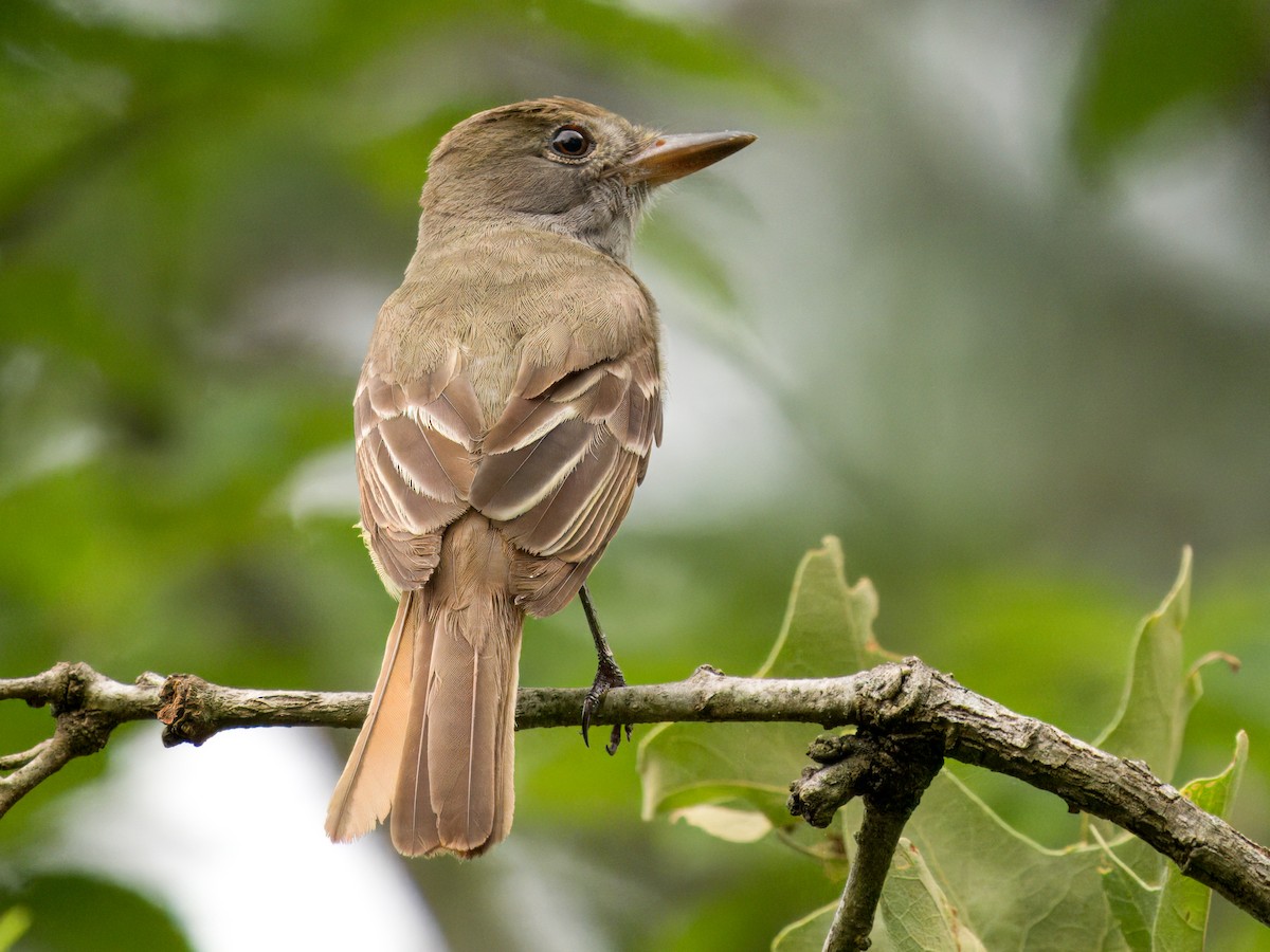 Great Crested Flycatcher - ML619247505