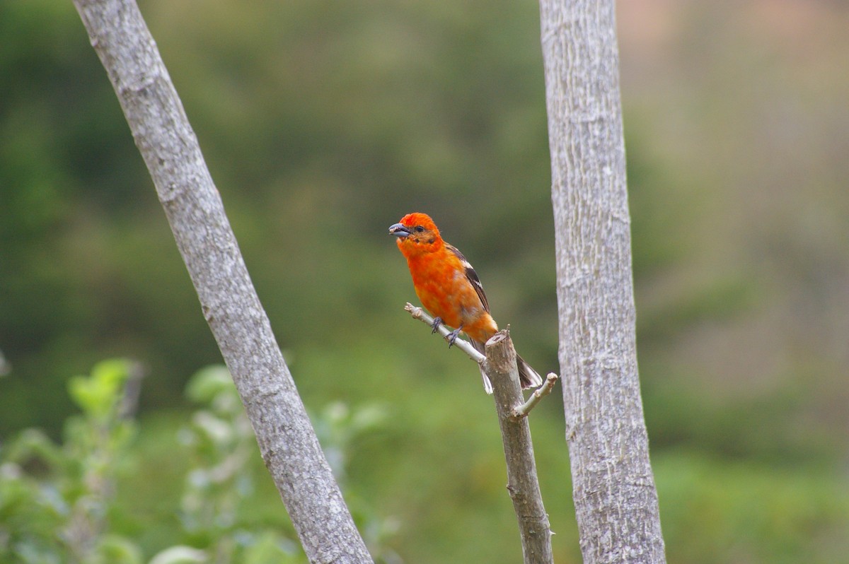Flame-colored Tanager - ML619247515
