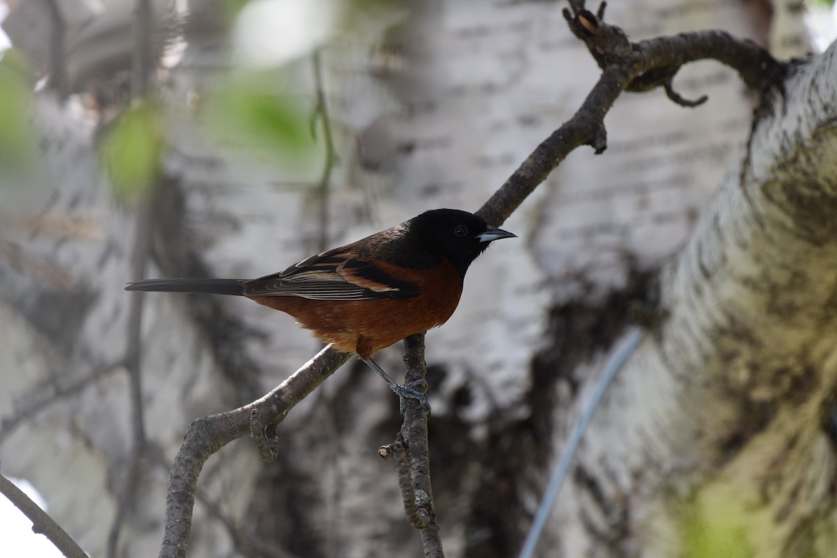 Orchard Oriole - ML619247594