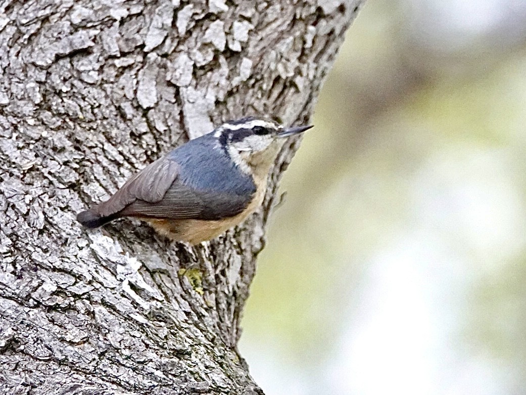 Red-breasted Nuthatch - ML619247602