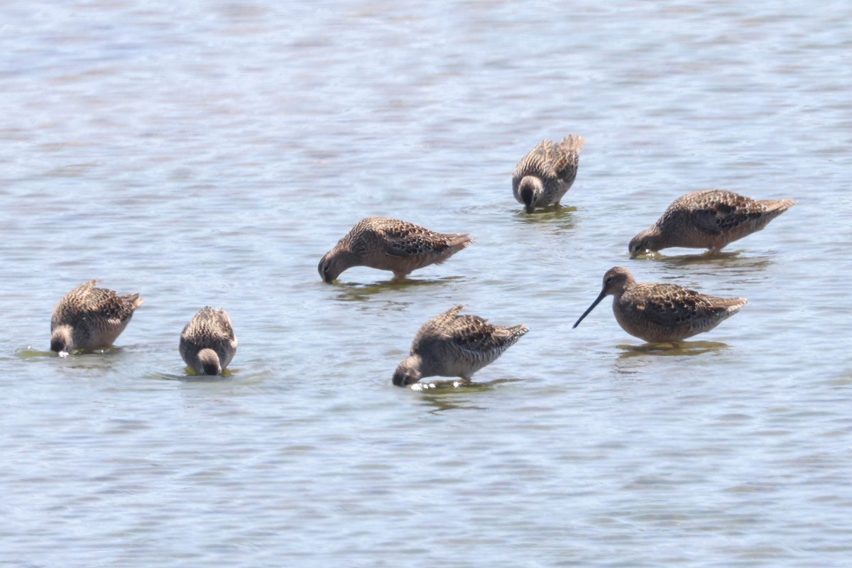 Long-billed Dowitcher - ML619247673