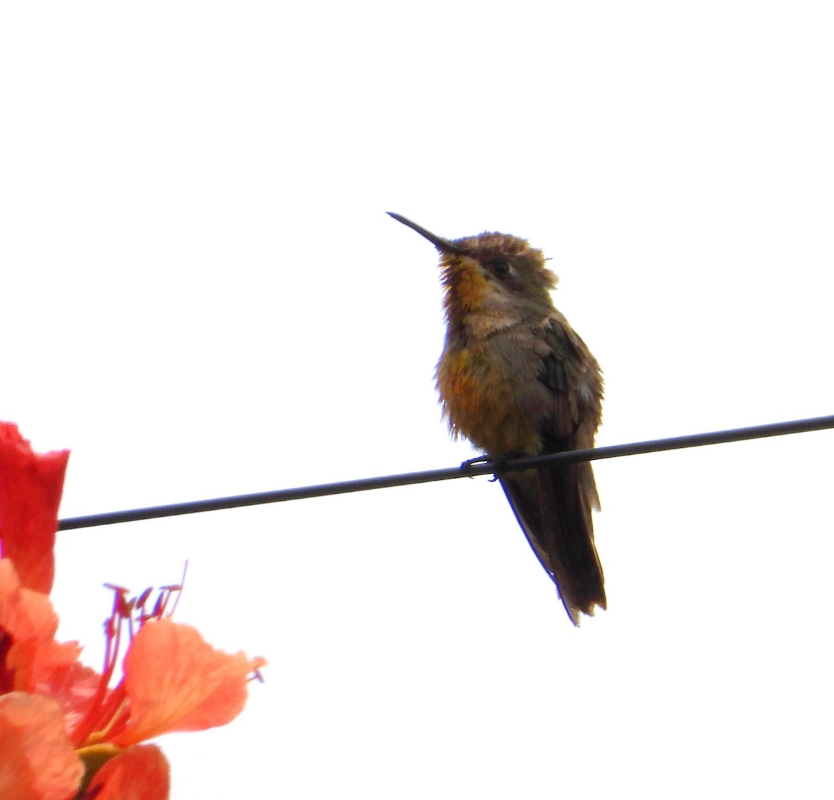 kolibřík červenohlavý - ML619247730
