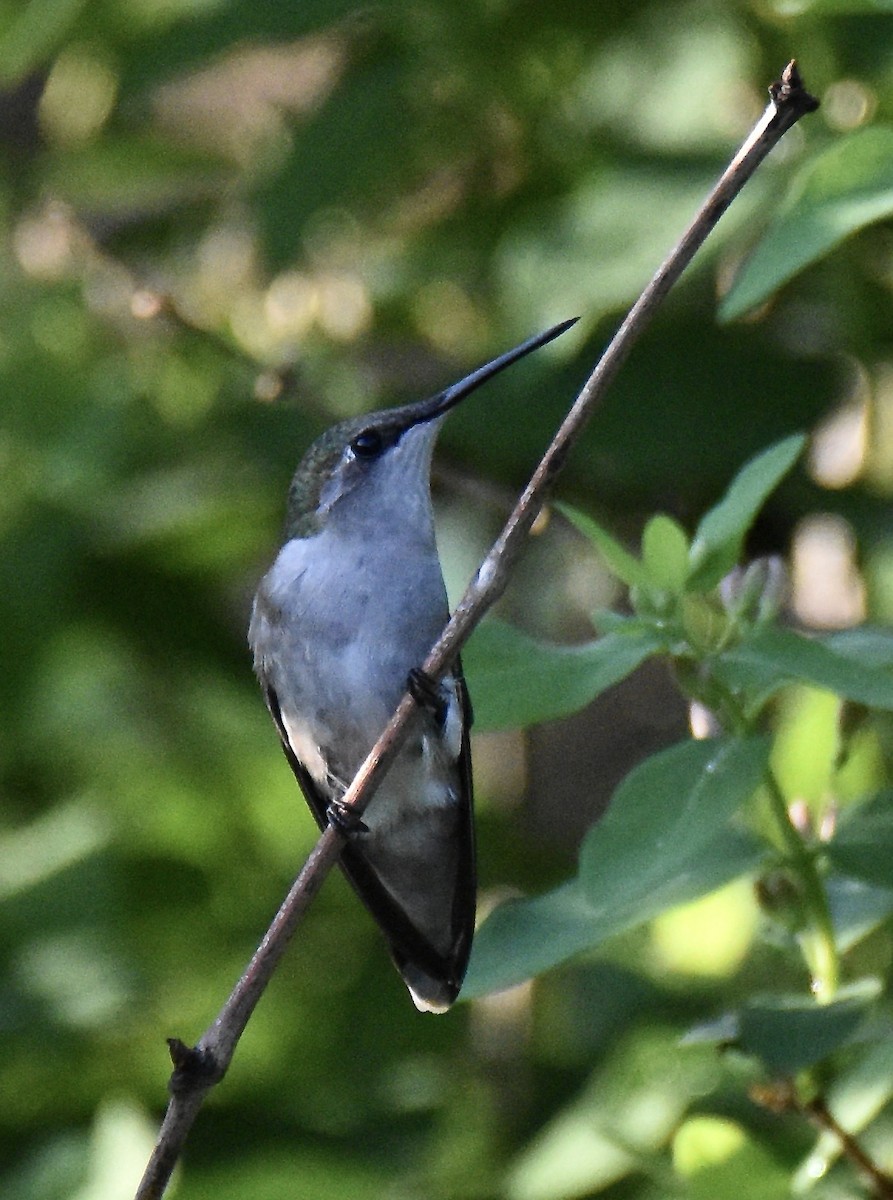 Ruby-throated Hummingbird - ML619247734