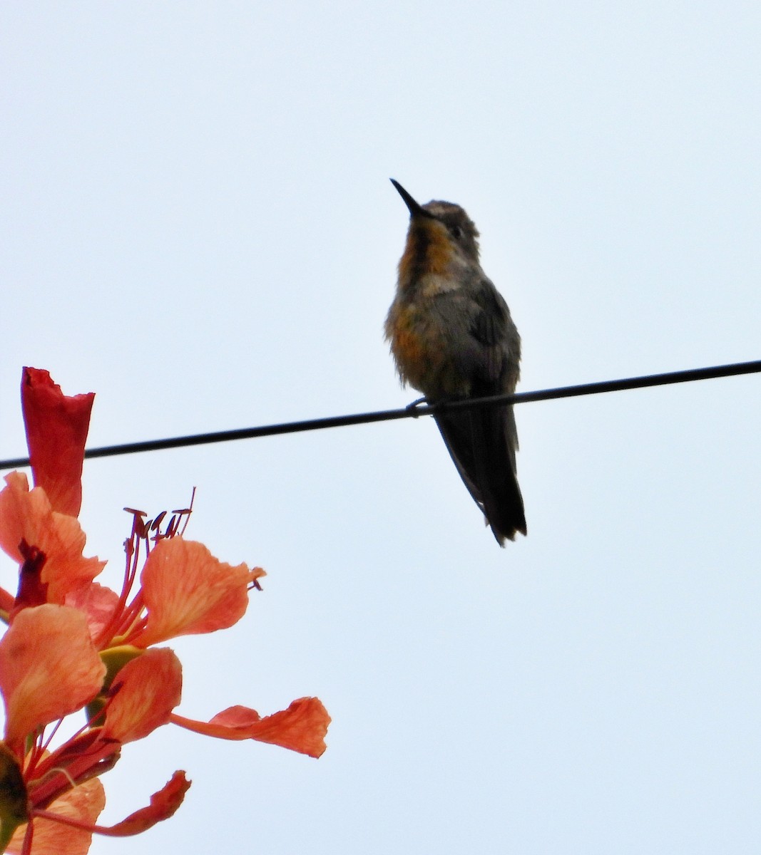 kolibřík červenohlavý - ML619247737