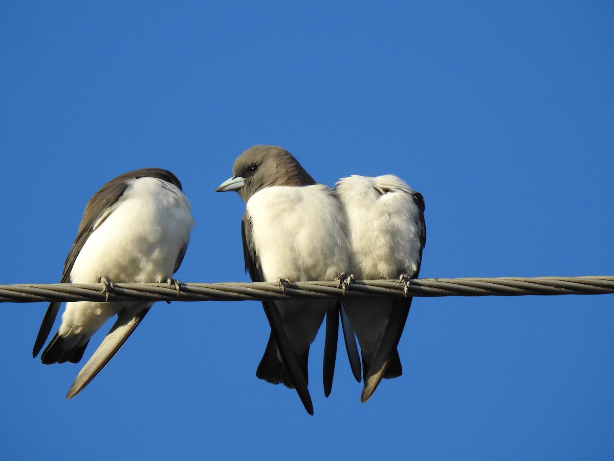 White-breasted Woodswallow - ML619247749