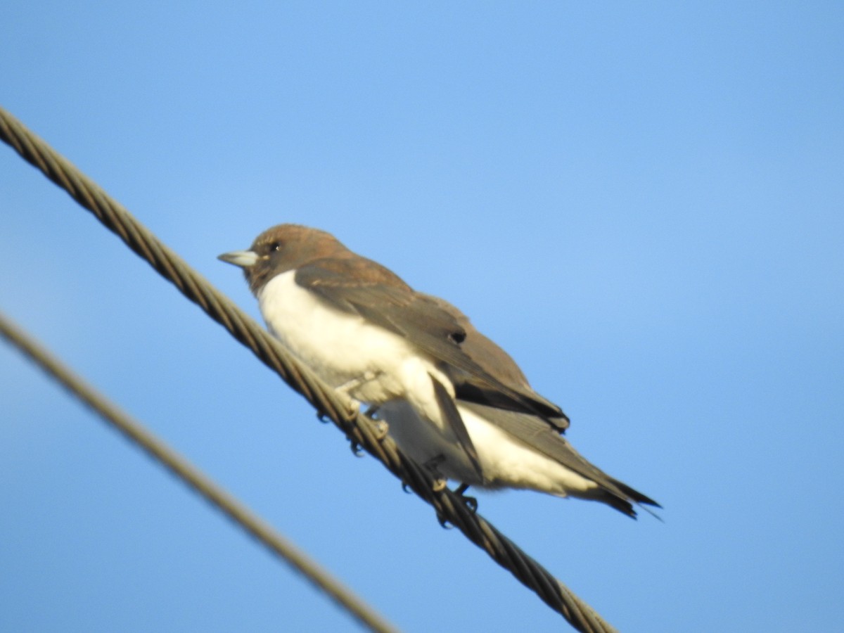 White-breasted Woodswallow - ML619247752