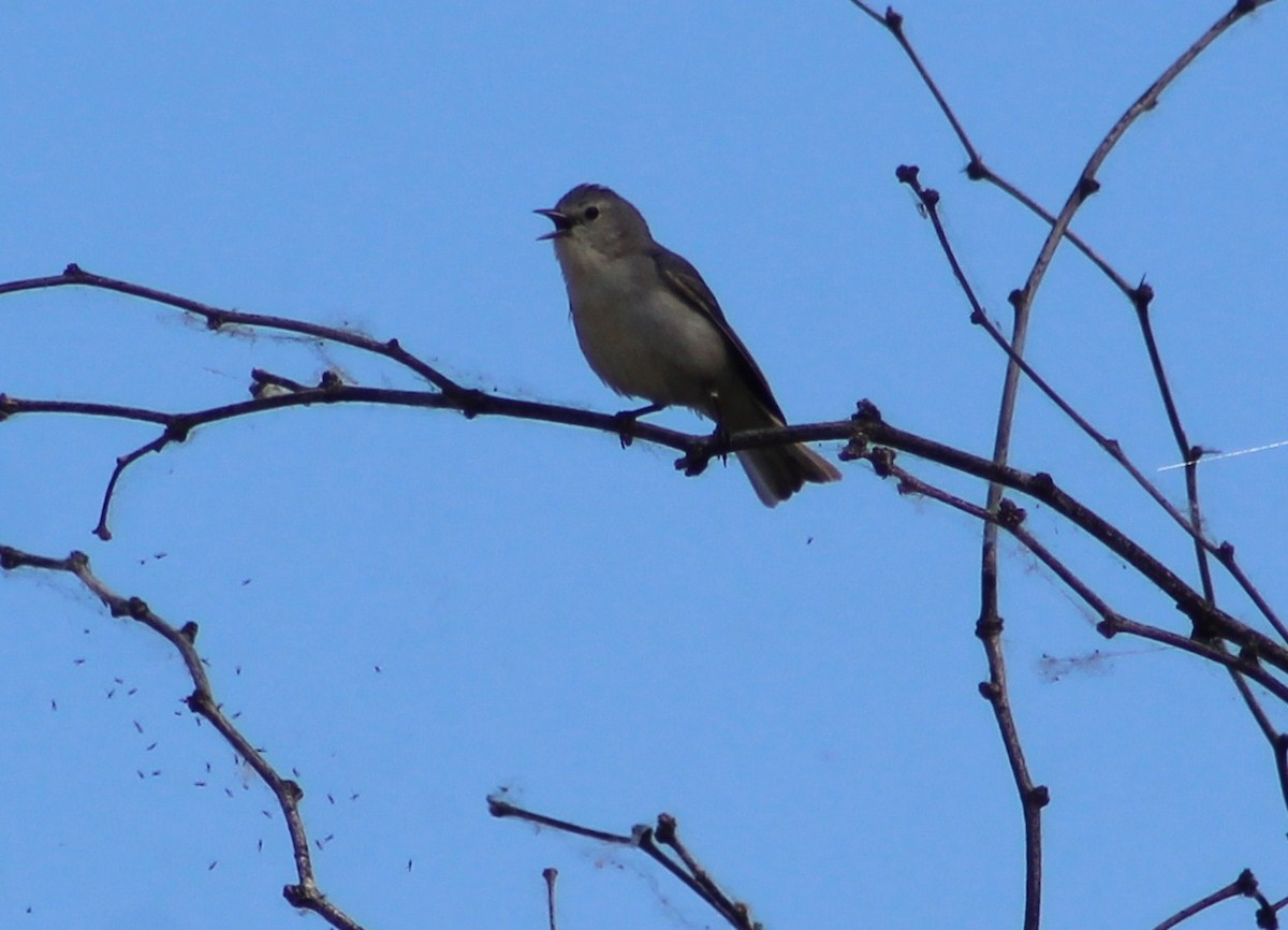Lucy's Warbler - ML619247755