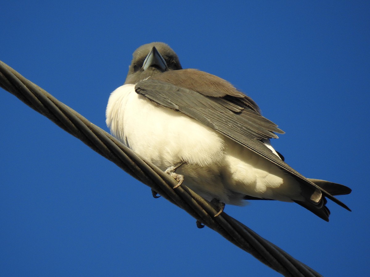White-breasted Woodswallow - ML619247767