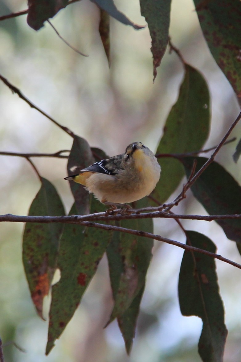 Spotted Pardalote - ML619247796