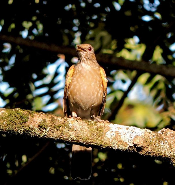 Pale-breasted Thrush - ML619247809