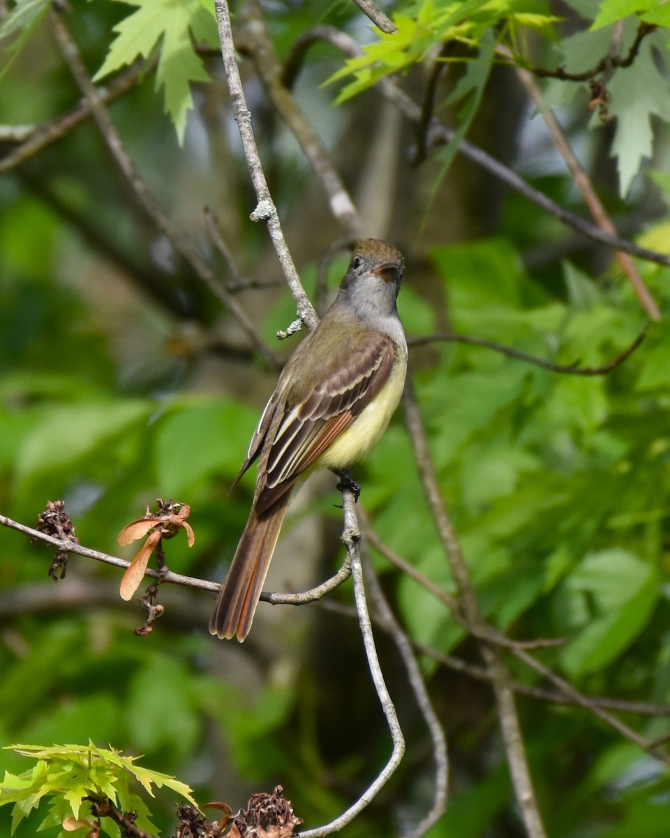 Great Crested Flycatcher - ML619247834