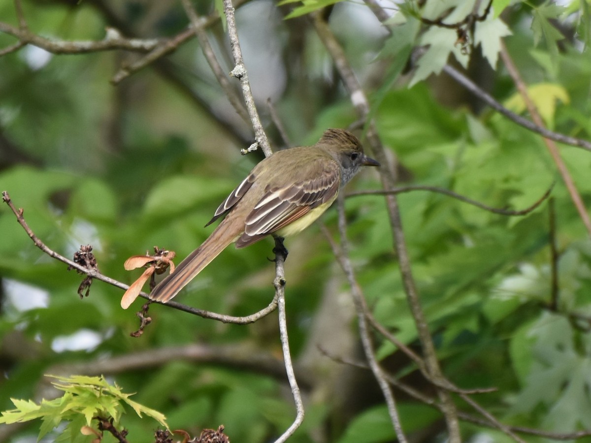Great Crested Flycatcher - ML619247836