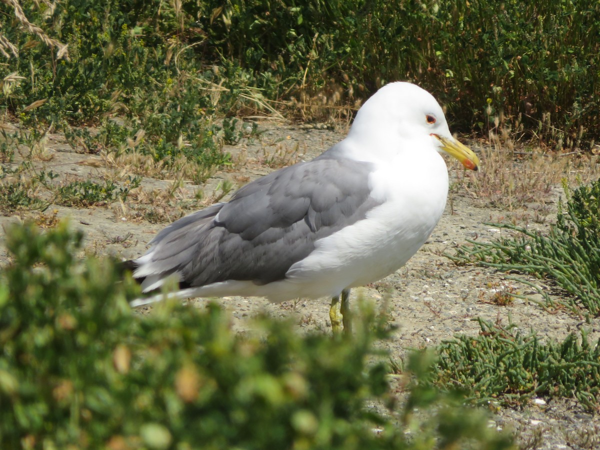 California Gull - ML619247854