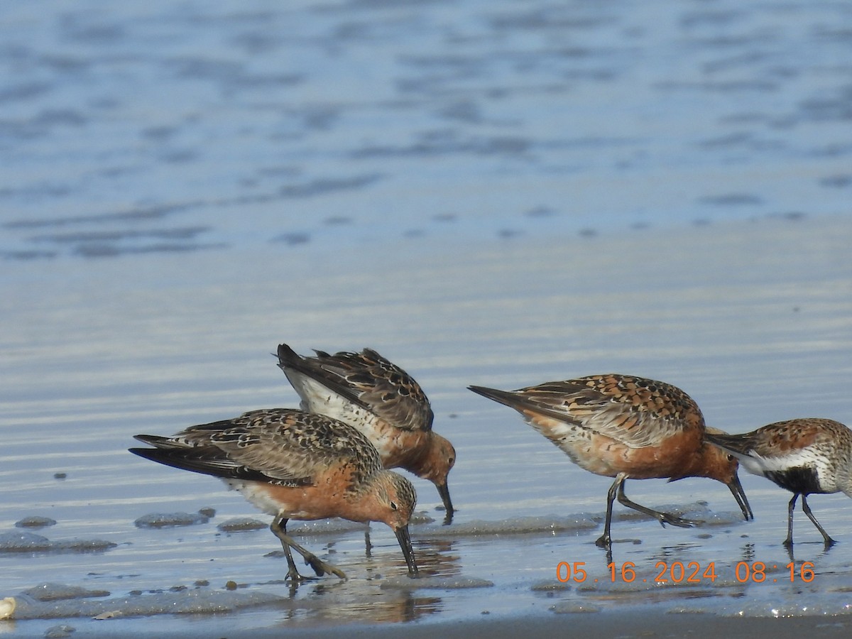 Red Knot - ML619247861
