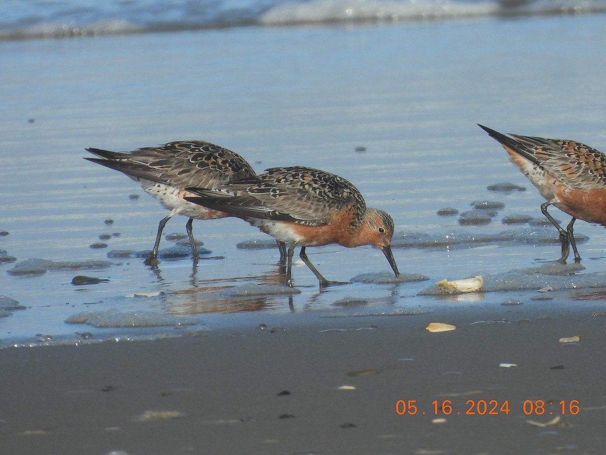 Red Knot - ML619247862