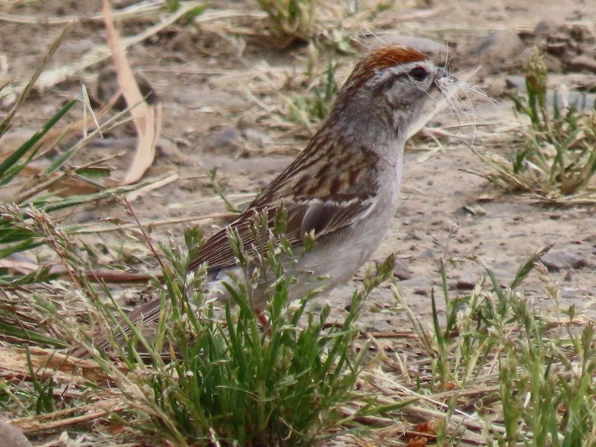 Chipping Sparrow - ML619247869