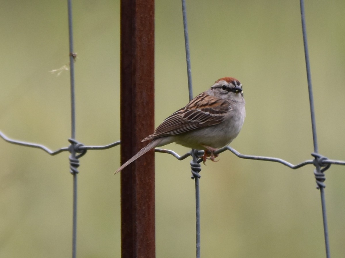 Chipping Sparrow - ML619247892