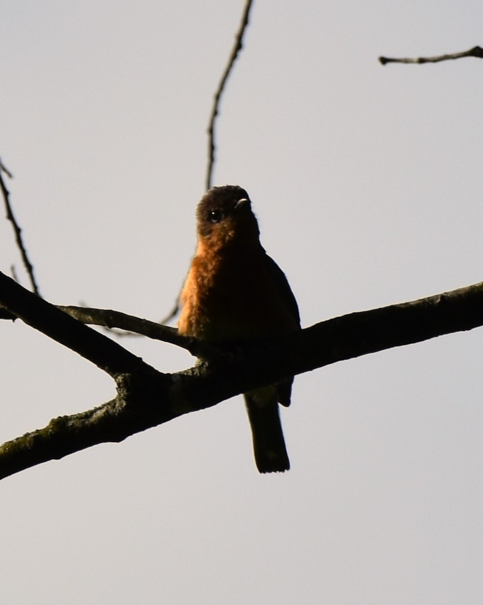 Orchard Oriole - ML619247907