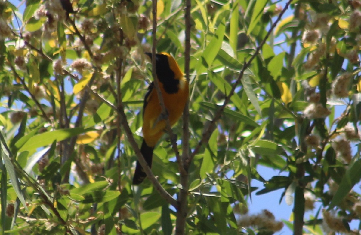 Hooded Oriole (nelsoni Group) - ML619247909