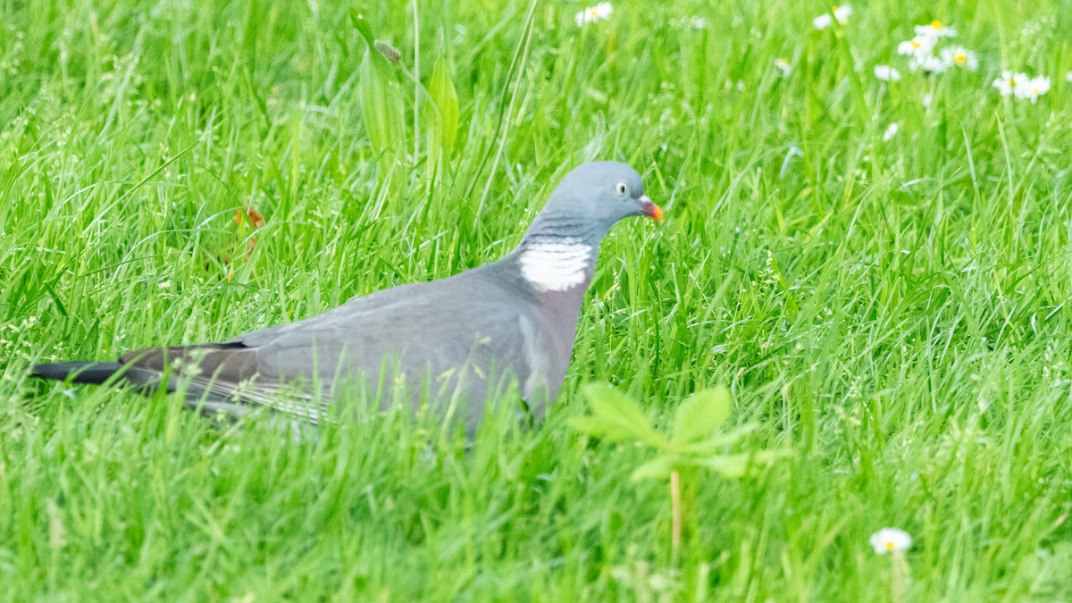 Common Wood-Pigeon - ML619247914