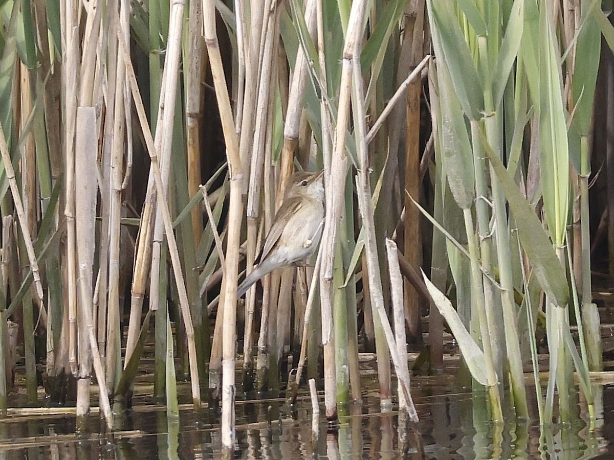 Common Reed Warbler - ML619247919