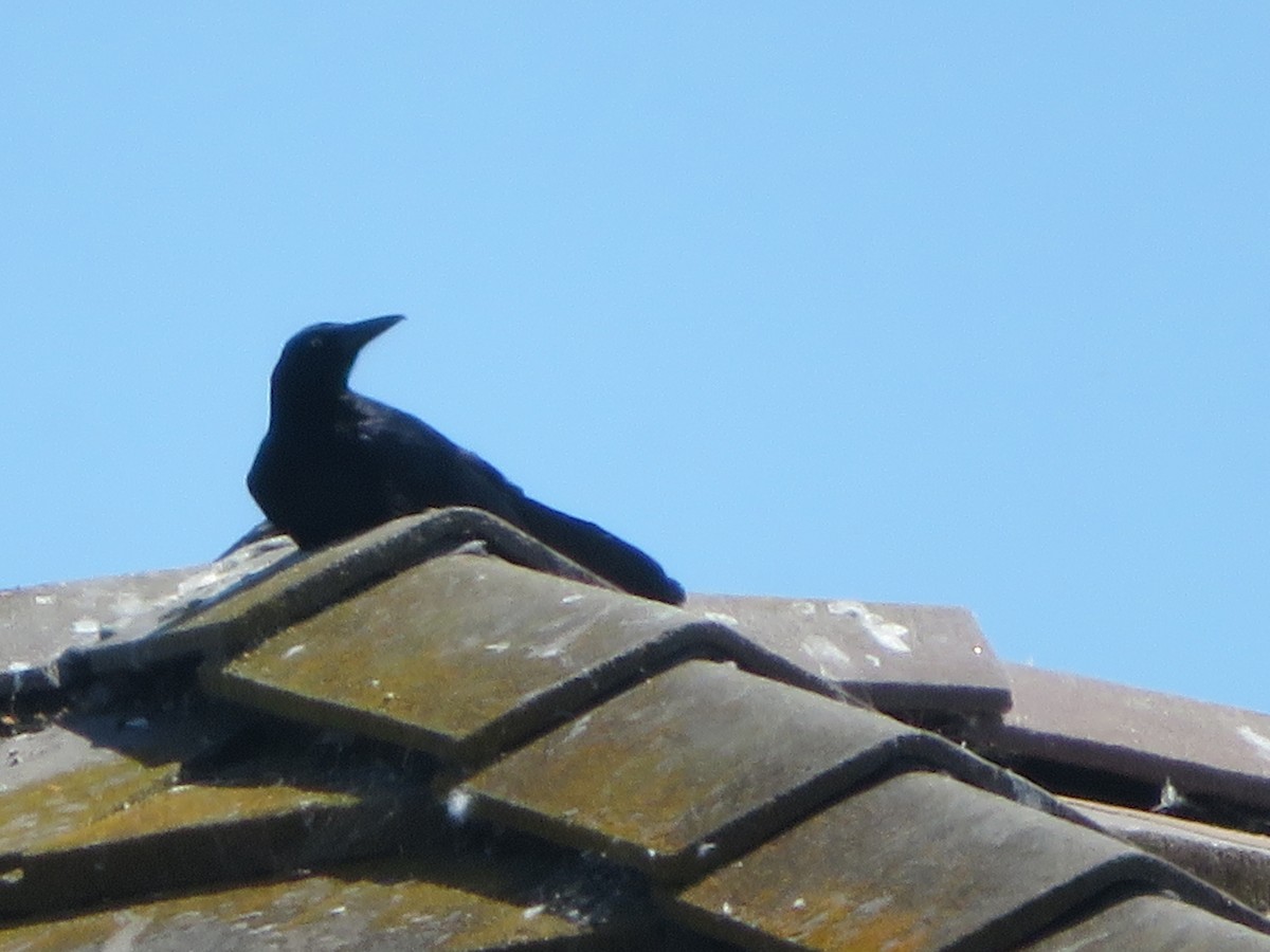 Great-tailed Grackle - ML619247936
