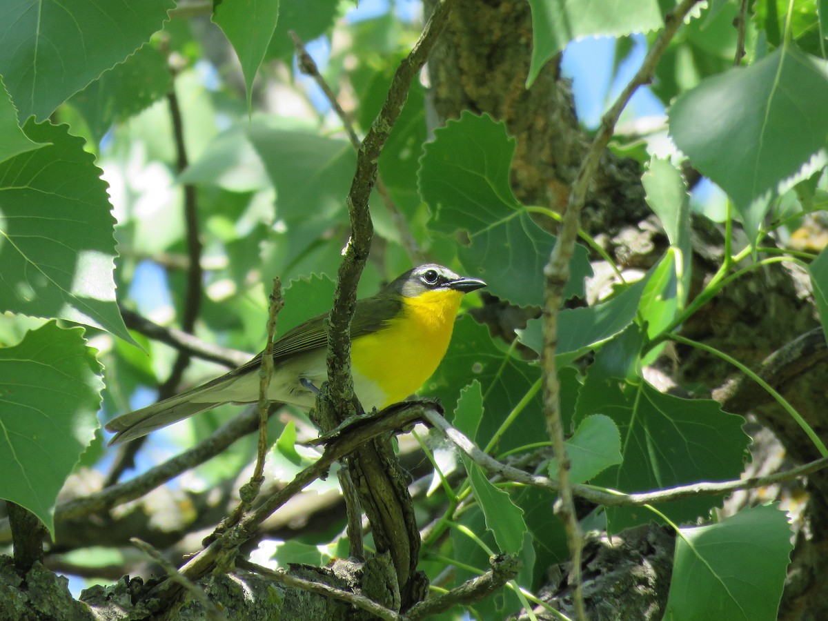Yellow-breasted Chat - ML619247943