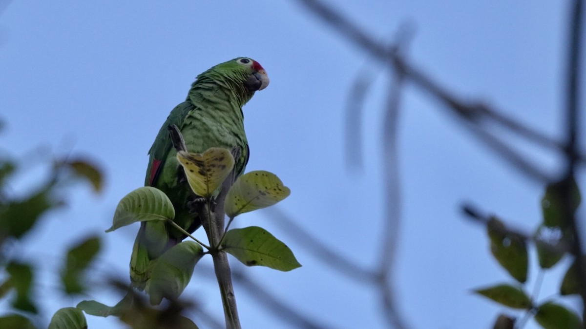 Red-lored Parrot - ML619248012