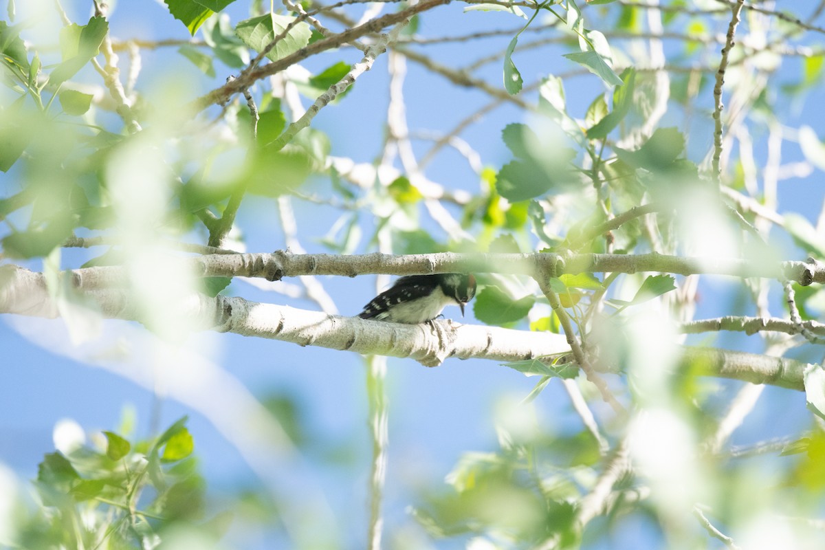 Downy Woodpecker (Rocky Mts.) - ML619248087