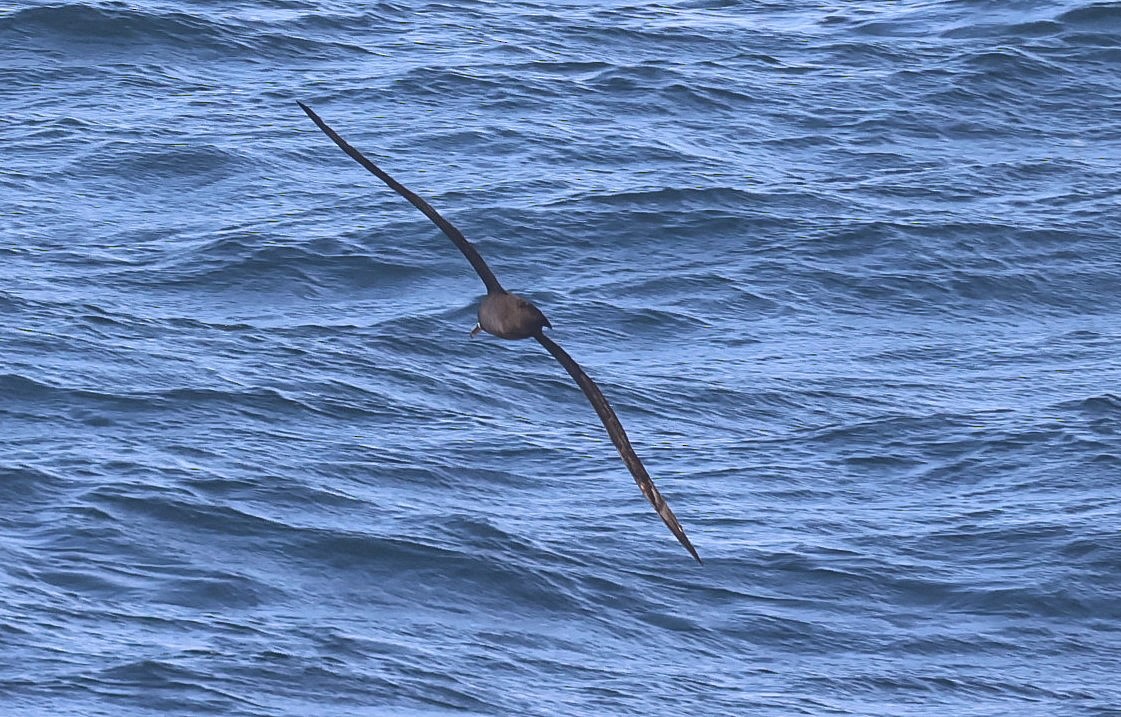 albatros černonohý - ML619248096