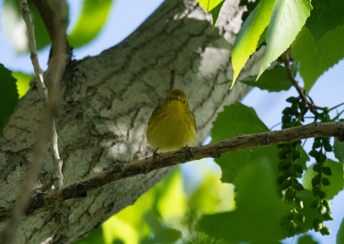 Yellow Warbler (Northern) - ML619248098