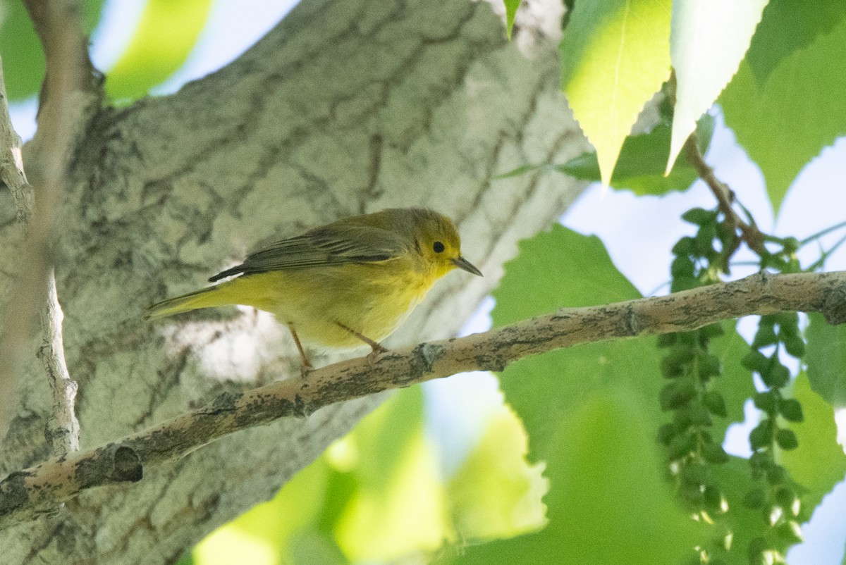 Yellow Warbler (Northern) - ML619248106