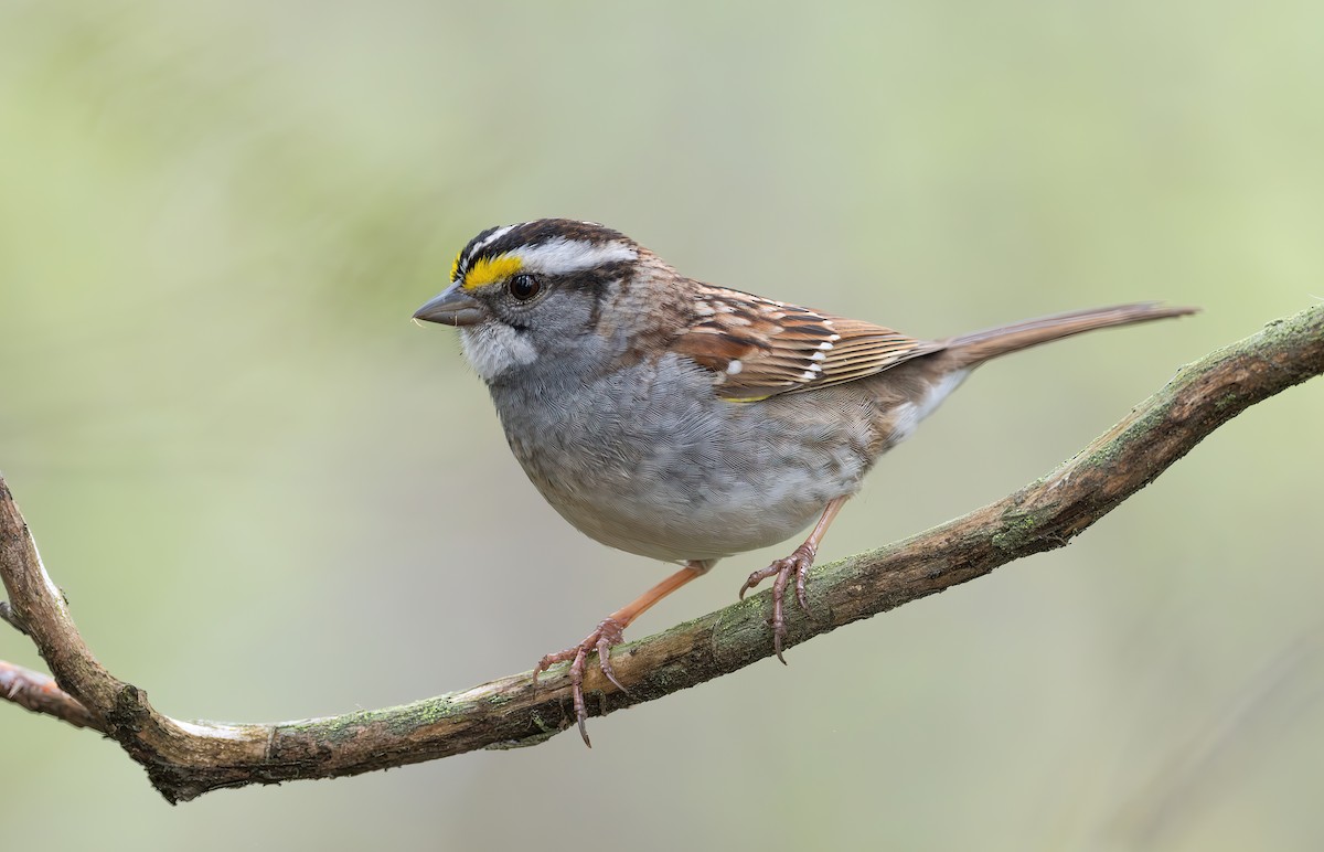 White-throated Sparrow - ML619248107
