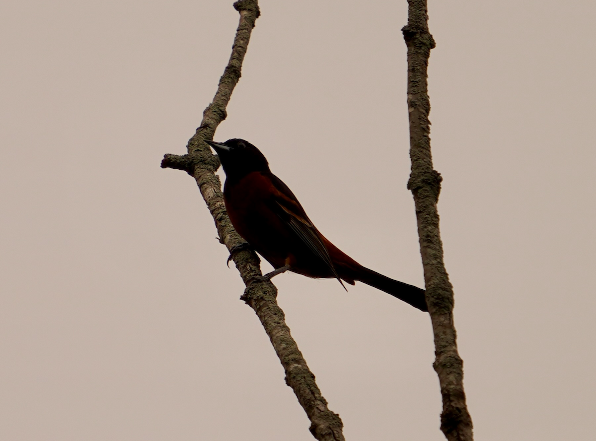 Orchard Oriole - ML619248110