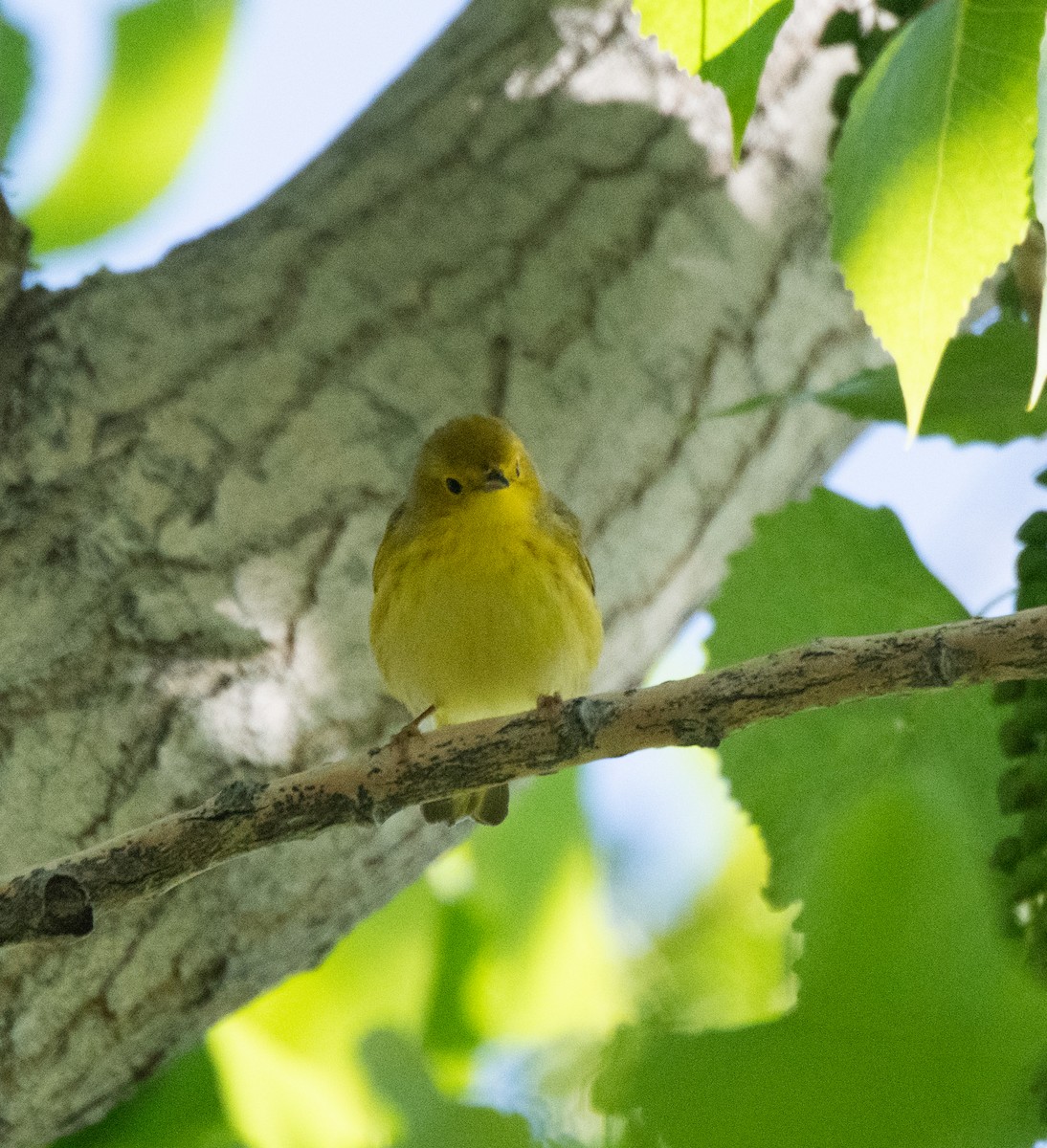 Yellow Warbler (Northern) - ML619248112