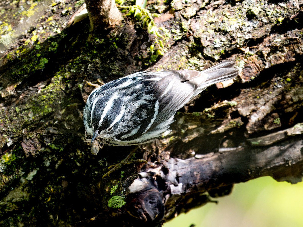 Black-and-white Warbler - ML619248171