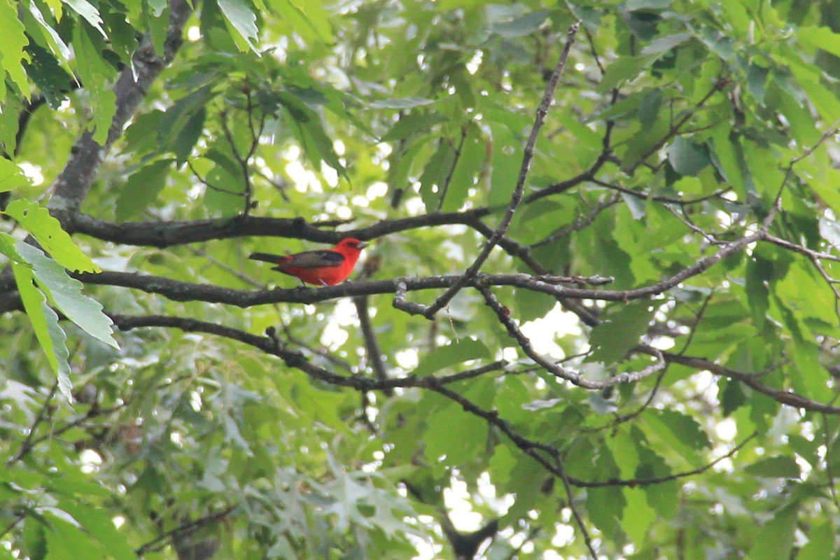Scarlet Tanager - ML619248183