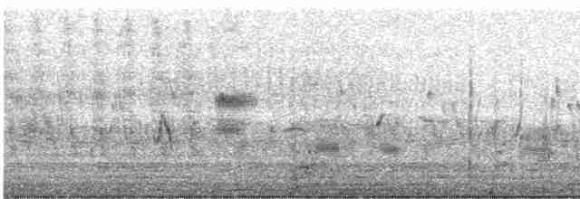 疣鼻天鵝 - ML619248190