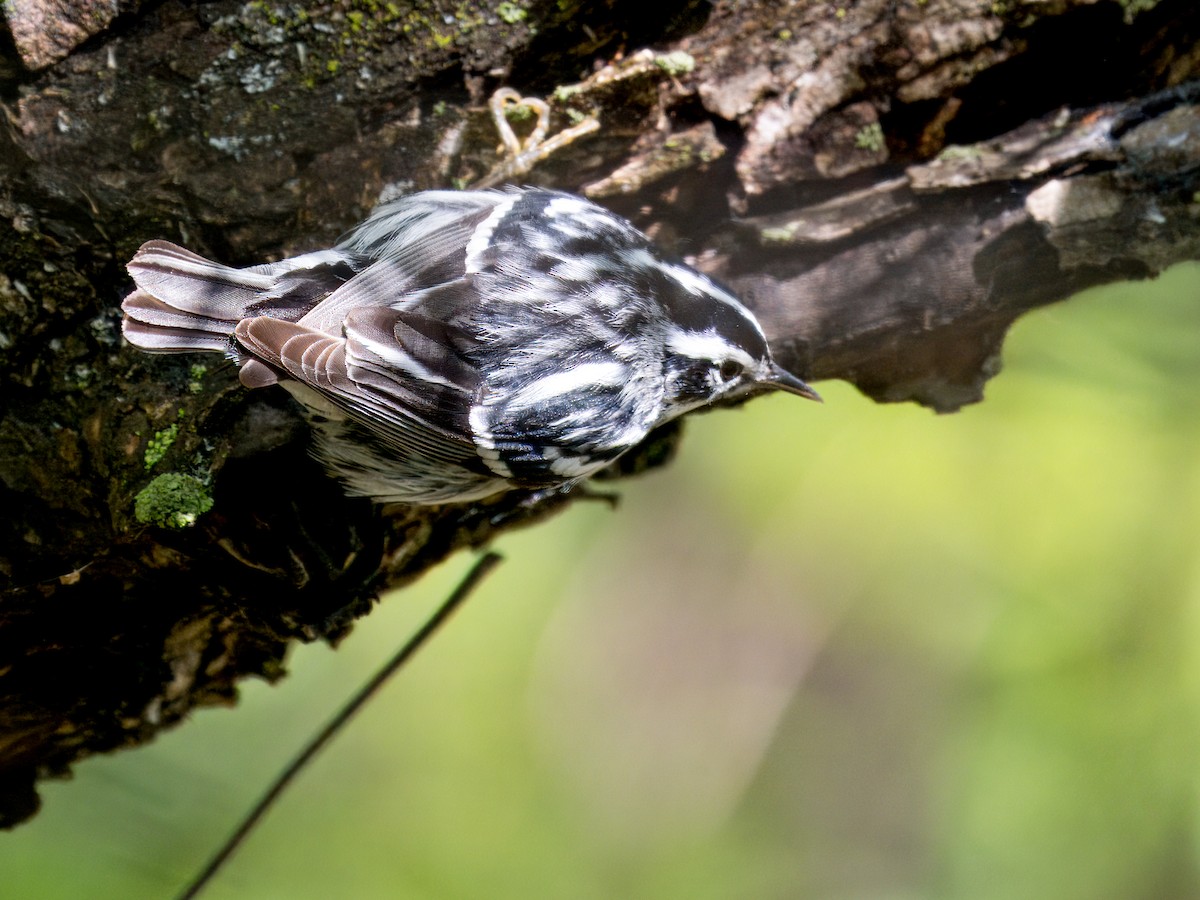 Black-and-white Warbler - ML619248198