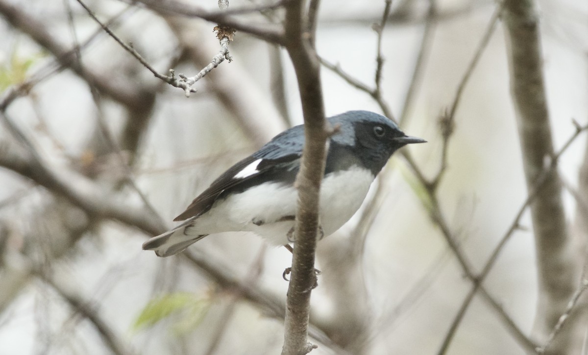 Black-throated Blue Warbler - ML619248214