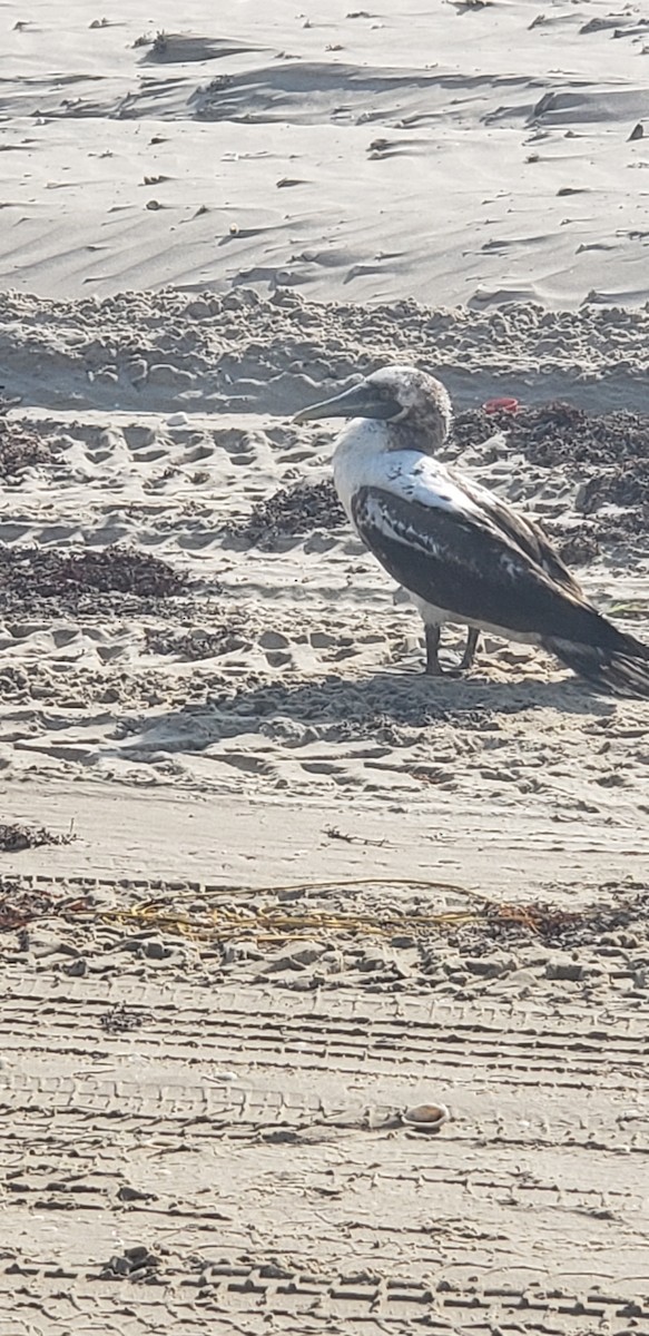 Masked Booby - ML619248219