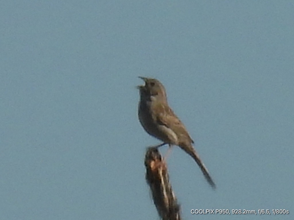 Cassin's Sparrow - ML619248251