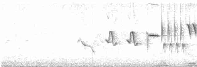 revespurv (megarhyncha gr.) (tykknebbrevespurv) - ML619248262