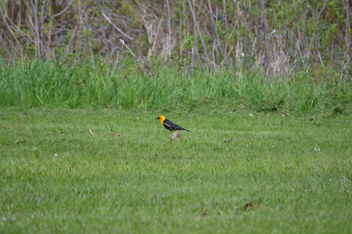 Yellow-headed Blackbird - ML619248269