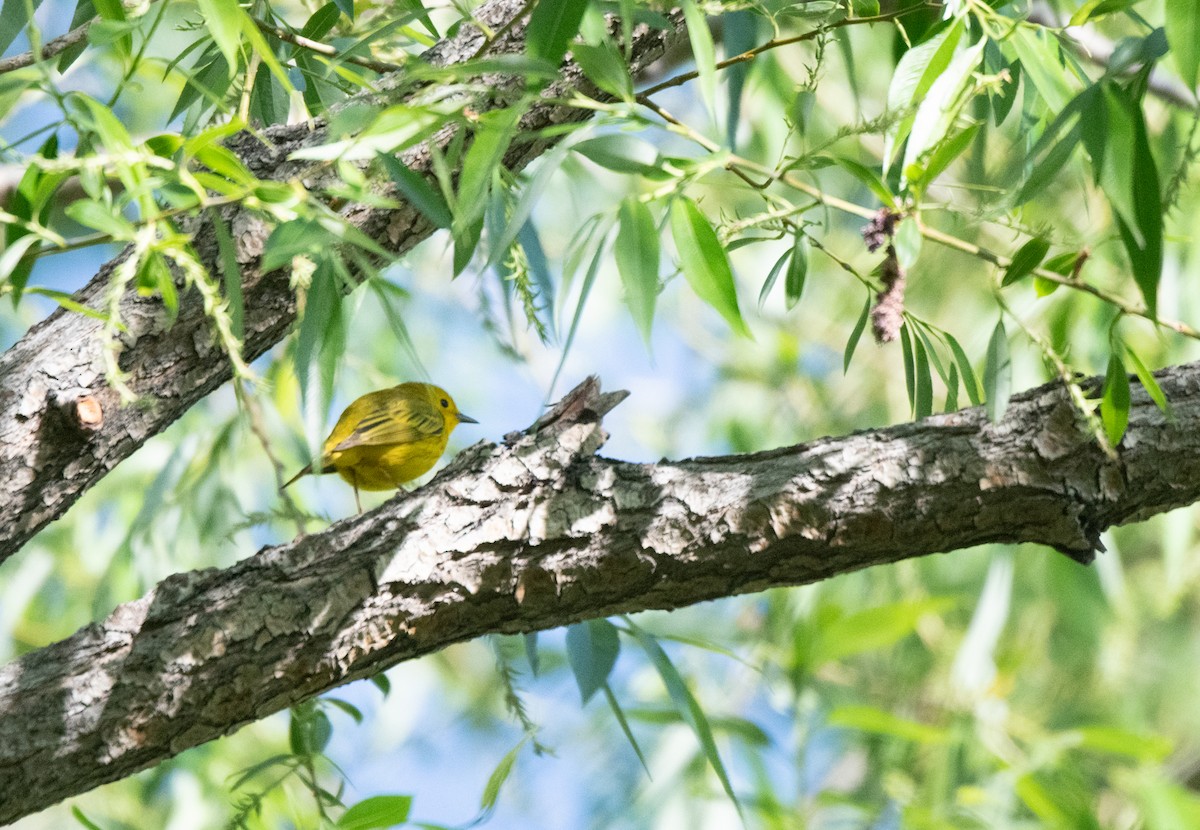 Yellow Warbler (Northern) - ML619248297