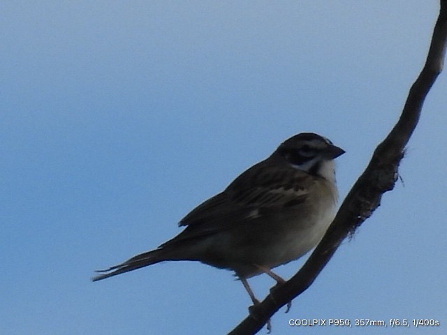 Lark Sparrow - ML619248303