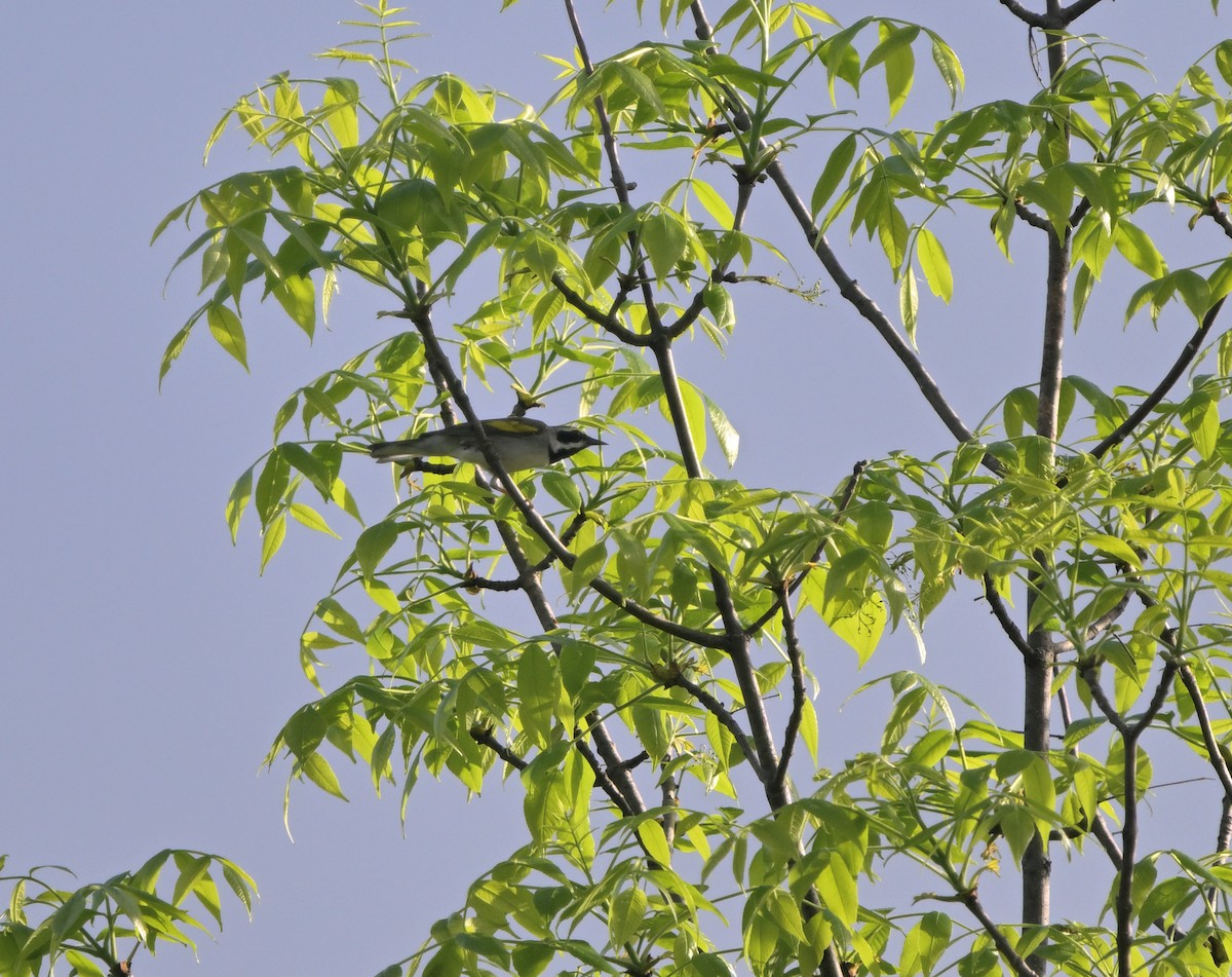 Golden-winged Warbler - ML619248318
