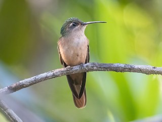  - Buff-breasted Sabrewing